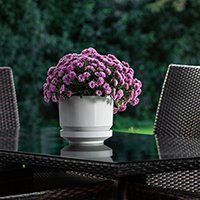 Елемент меню