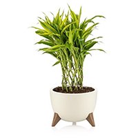 Елемент меню